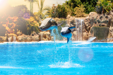 Fototapeta premium Pokaz pięknych skoków delfinów w basenie zoo.