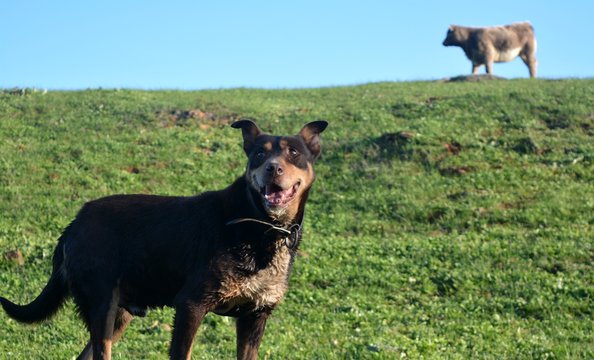 Kelpie Dog