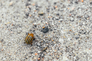 Colorado potato beetle eats potato leaves, close-up.