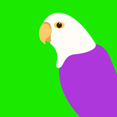 bird parrot  vector illustration flat style profile 