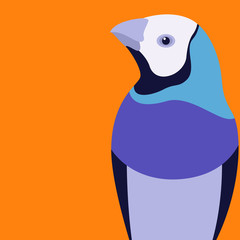 gouldian finch vector illustration flat style profile 