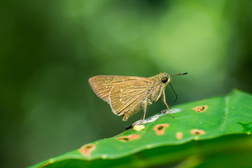 moth