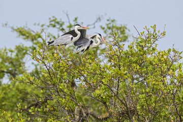 Grey Heron - Ardea cinerea, large gray heron from Euroasian lakes and rivers.