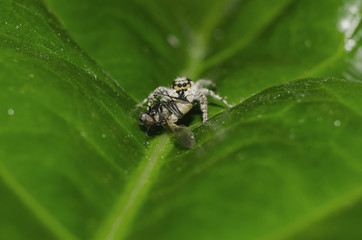 jumping spider with his food flyer on green leafe 