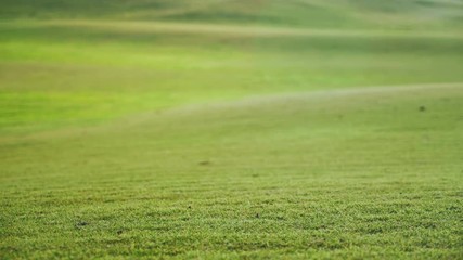 Grass of the golf course in the rays of the setting sun