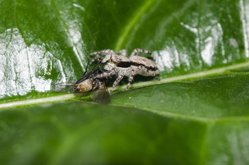 jumping spider with his food flyer on green leafe 