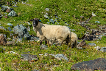 Sheep in the Austria Mountains at Nationalpark Hohe Tauern Alps