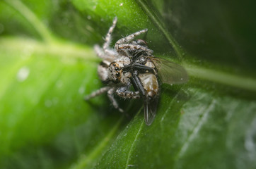 jumping spider with his food flyer on green leafe 