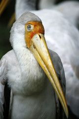 Head of Yellow-billed stork with  in a park in Malaysia