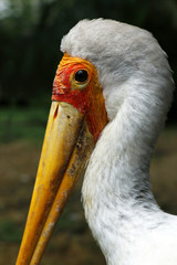 Head of Yellow-billed stork with  in a park in Malaysia
