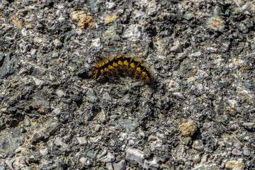 A caterpillar on the street