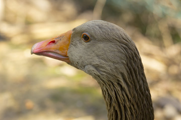 Testa d'anatra