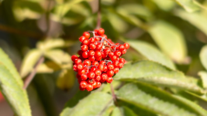 red berries on a background of green leaves close-up
