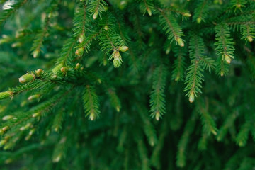Branches ate with new young sprouts needles close-up.
