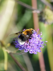 The hoverfly Volucella bombylans mimicry bumblebee on purple flower