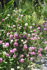 Red and white clover Trifolium growing together in a wild field