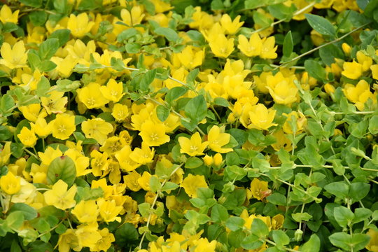 Fototapeta Golden creeping Jenny Lysimachia nummularia flowering yellow flowers
