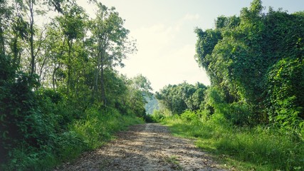Fototapeta na wymiar Empty road path through the jungle located in Phuket, Thailand.