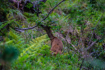 A deer in the woods