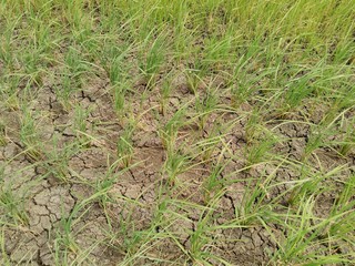 The rice fields are dehydrated