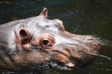 Hipopotam - obrazy, fototapety, plakaty