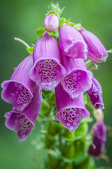 A beautiful foxglove
