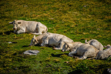 Cows in the Austrian Alps