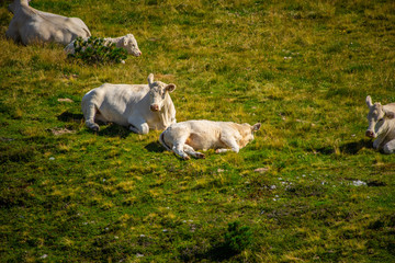 Cows in the Austrian Alps