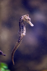 Portrait of a sea horse floating in the water