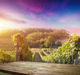 Fototapeta premium Ripe wine grapes on vines in Tuscany, Italy. Picturesque wine farm, vineyard. Sunset warm light