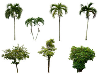 Fototapeta premium tree isolate background with Clipping Path.