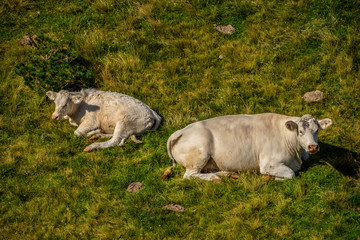 Fototapeta premium Cows in the Austrian Alps