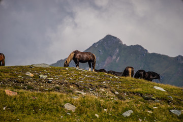 Horses on mountains in Austria