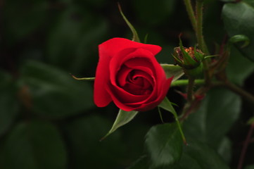 Beautiful red rose