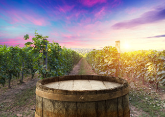 Ripe wine grapes on vines in Tuscany, Italy. Picturesque wine farm, vineyard. Sunset warm light