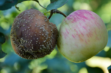 The duality of things in nature