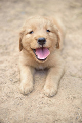 Baby Brown Dog Smiley 