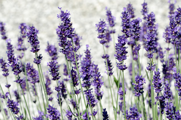 Obraz premium Lavendelblüten Lavendel violette 