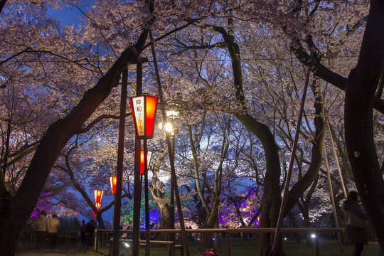 511 Best 高遠城址公園桜images Stock Photos Vectors Adobe Stock 511 Best 高遠城址公園桜images Stock Photos Vectors Adobe Stock