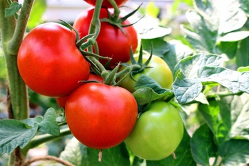 b&uuml;ndel frischer tomaten in der natur wachsend