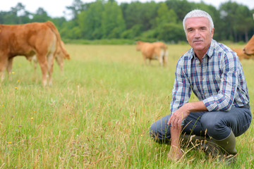 Naklejka na ściany i meble man posing outdoor with cows