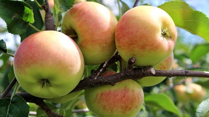süsse äpfel bereit zum pflücken