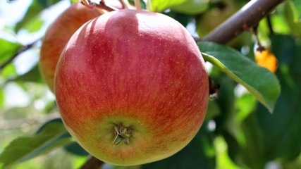 reifer süsser roter apfel vom apfelbaum hängend
