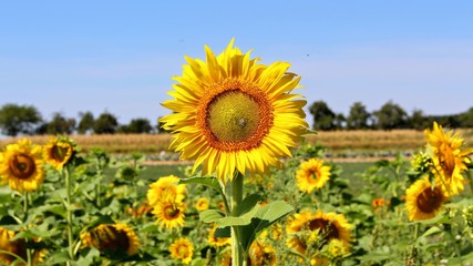 sehr schöne sonnenblume bei klarem himmel und sonnenstrahlen