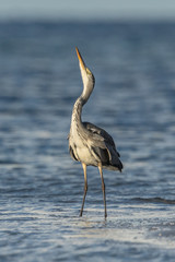 reiher im meer