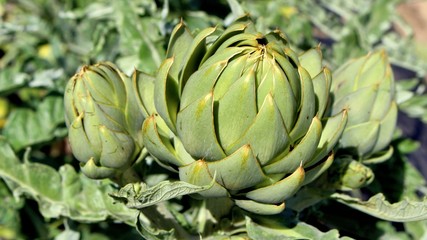 Fototapeta premium schones artischocken herz bei sonnenlicht