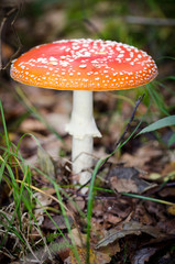 Fliegenpilz stehend 