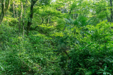 東京の自然　夏の森林の緑