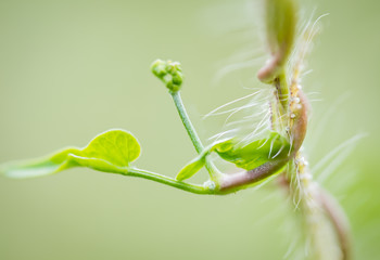 Young spring vine creeper on a grass stalk