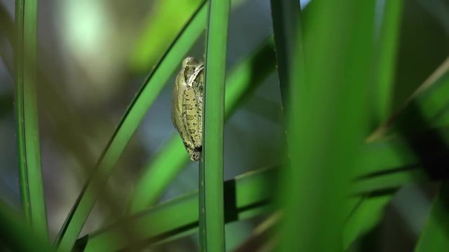 Common Tree Frog (Polypedates leucomystax) Sitting on Leaf. Night Jungle Safari in Rainforest of Malaysia